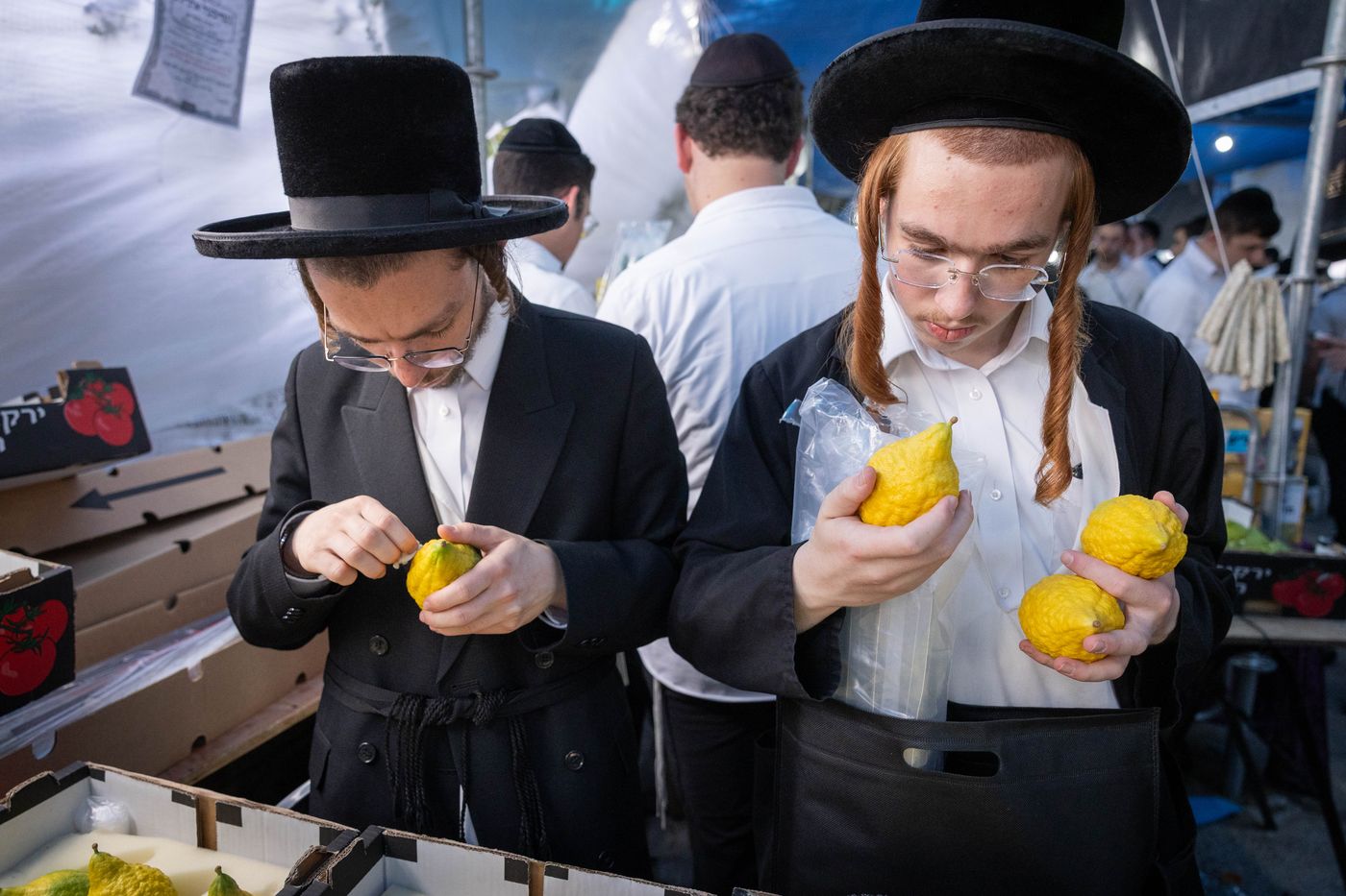 אתרוגים צהובים עם פיטם