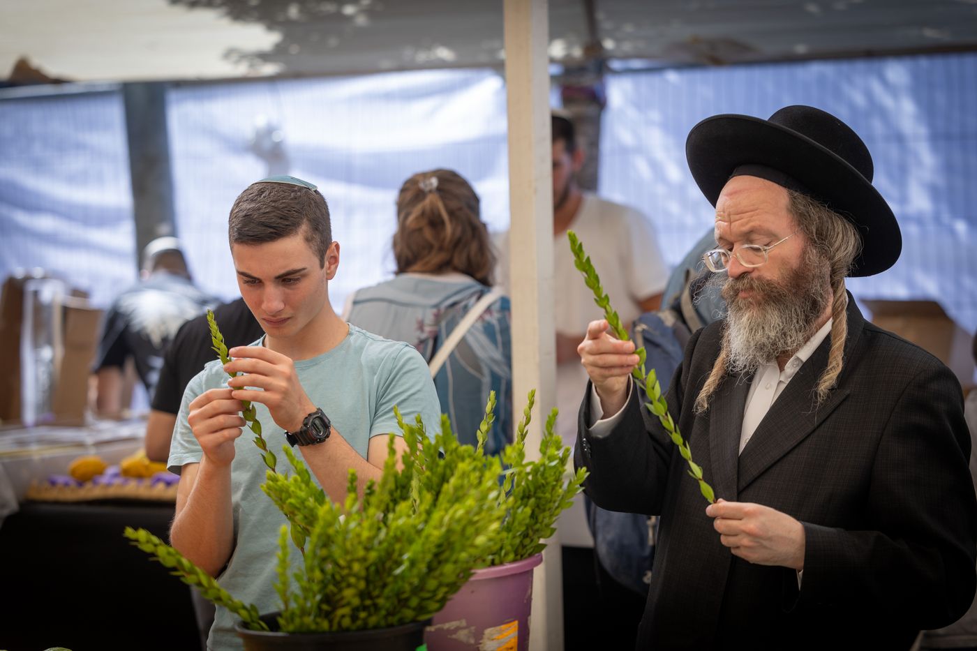 הדסים משולשים