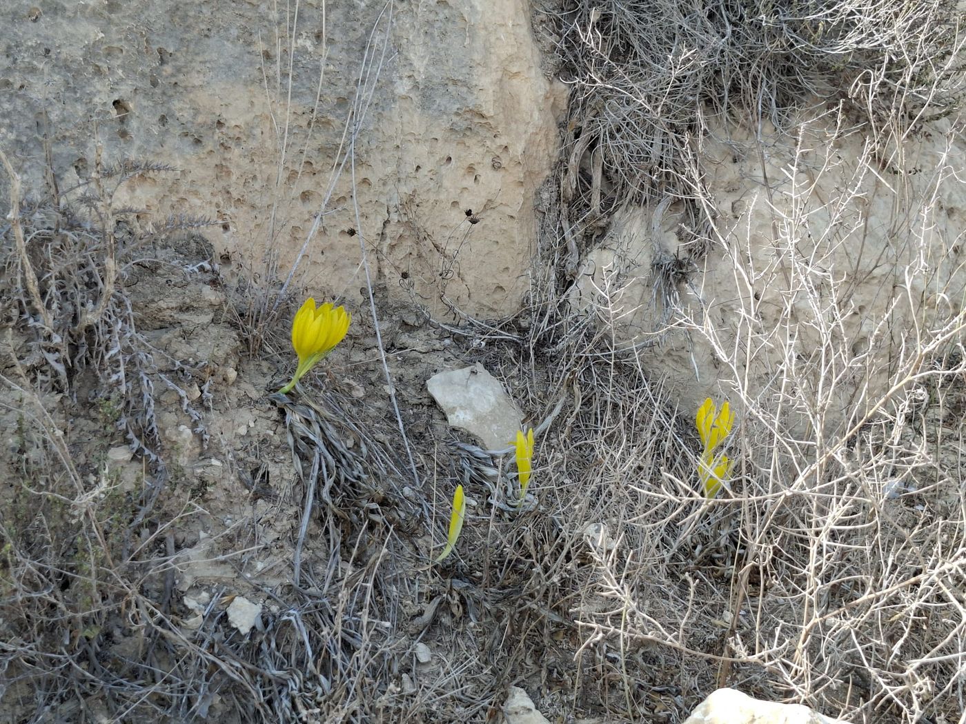 חלמוניות בהר הנגב