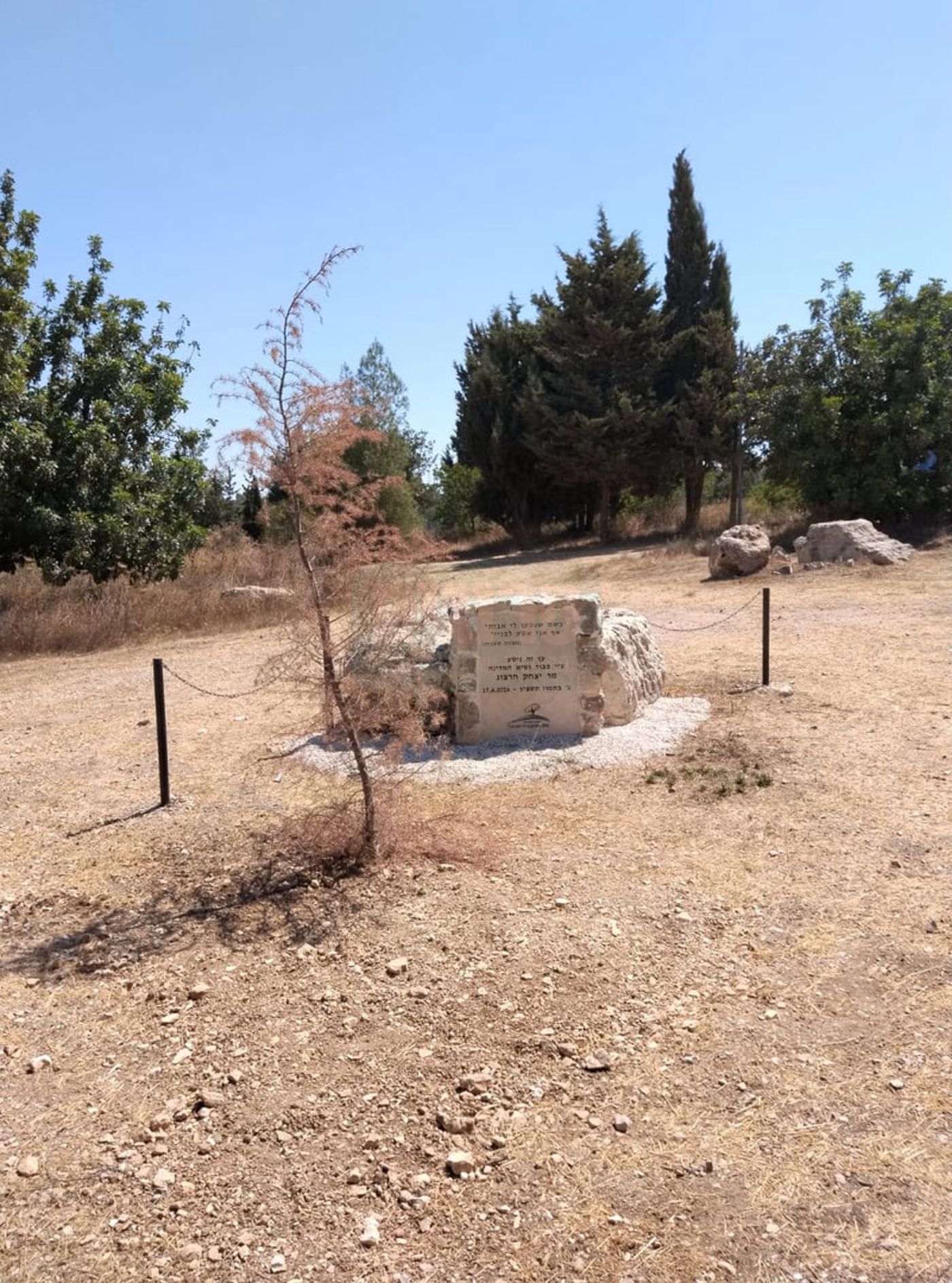 יבש - עץ הארז שנטע הנשיא יצחק הרצוג