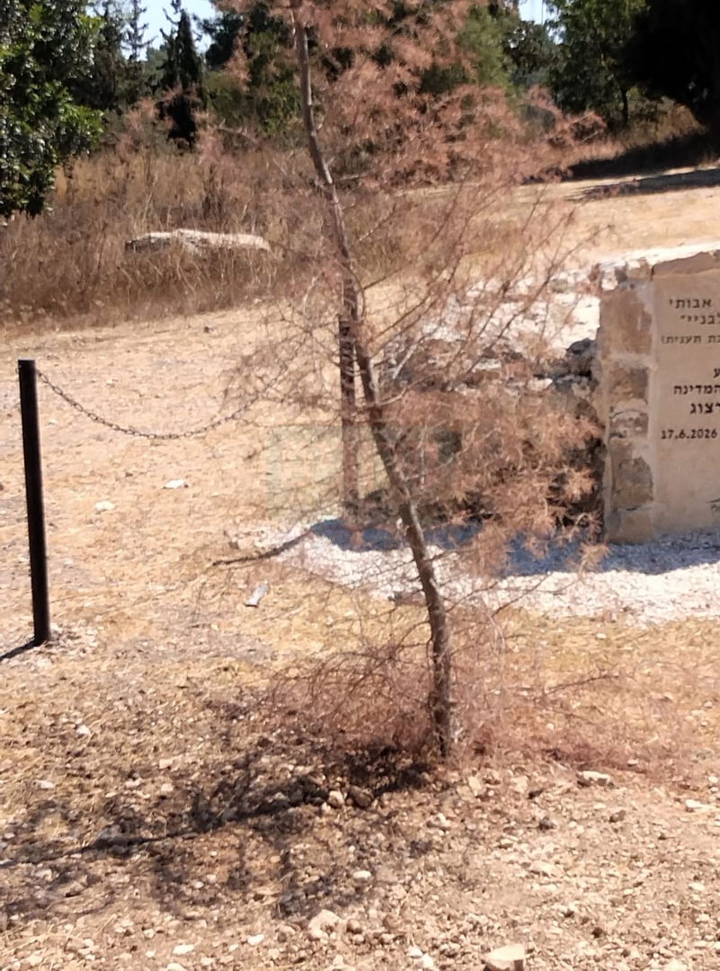 מערכת ההשקייה ניזוקה וככה נראה העץ כיום