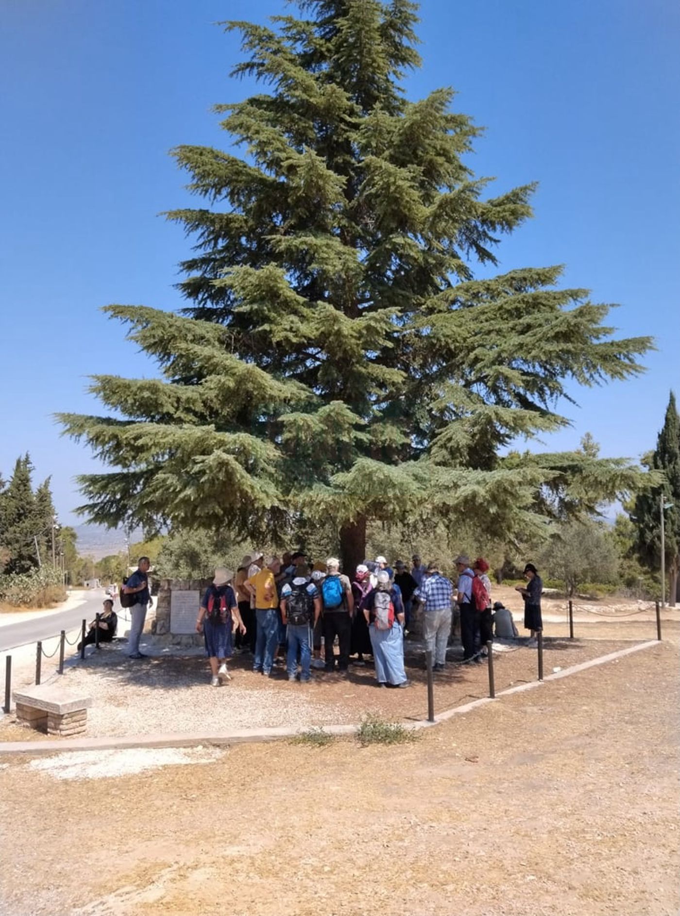 עץ הארז שנטע הנשיא חיים הרצוג