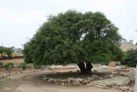 האלון הבודד של גוש עציון בן 700 ונזקק לטיפול רפואי