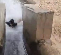צפו: חבר הכנסת מתן כהנא גולש בעוג'ה