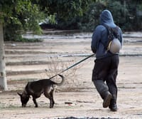 הדיינים התירו עגונה, למרות שגופת הבעל לא נמצאה