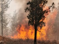 השריפה במבשרת ציון: הכבאים בלמו את האש