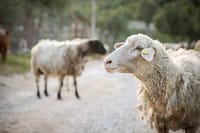 צפו: ערבי שעבד בעין חרוד גנב כבשים מהקיבוץ