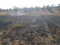 טרור הבלונים: אלפי דונמים של שמורת טבע נשרפו