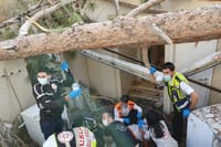 התפללו לרפואתה: עץ קרס; רגלה של הכלה נקטעה