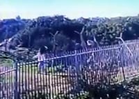 צפו: התיעוד האחרון של אסתר הורגן לפני הרצח