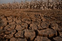 מכירת קרקע בשמיטה, מביאה ברכה – למאכערים