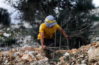 "החליט לירות בשוטרים" 15 שנות מאסר נגזרו על מחבל