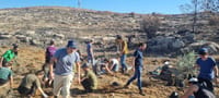 לזכרו של פדיה מרק: מטע זיתים חדש בעתניאל