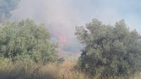 שריפת ענק פרצה ביער שורש: כוחות הכיבוי פועלים לכבותה