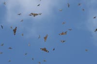מחזה מרהיב: איות צרעים בנדידה ענקית מעל שמי ישראל