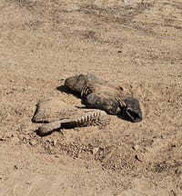 שנה אחרי: שרידי גופות אותרו בעוטף עזה