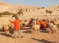 "חלאת המין האנושי": רועה צאן הותקף ע"י אנרכיסטים