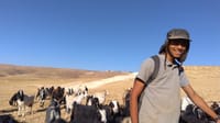 הטרור נמשך: רועה צאן הותקף באלות בגוש עציון, הפורעים נמלטו