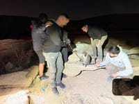 מכת מדינה: קוף פצוע נוסף אותר קשור בשלשלות בנגב | תיעוד