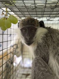 "התעללות נוראית": קוף נוסף אותר ברמלה