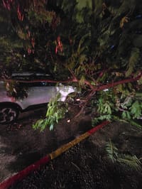 כמעט נגמר באסון: עץ קרס על רכב בחולון, הנהגת במצב קל