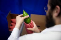 אתרוג ירוק עם פיטם