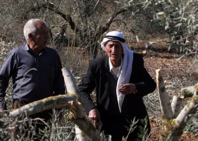 שיתוף פעולה מפתיע בחברון: פלסטינים ויהודים למען עצי זית