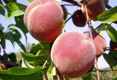 חורף מבורך: צפוי גידול של 20% ביבולי פירות הקיץ