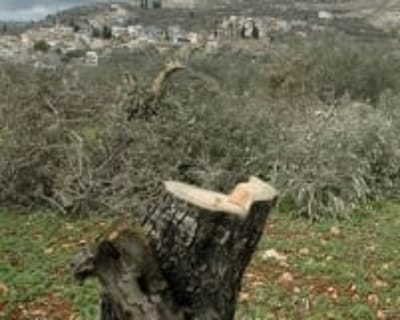 השתיקה הירוקה –  הטרור החקלאי שלא תשמעו עליו