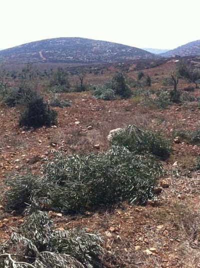 תג מחיר פלסטיני בישוב עדי עד
