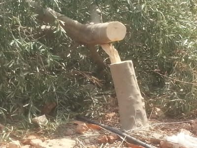עשרות עצי זית יהודיים נכרתו באזור שילה