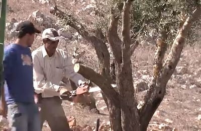 מנעו פרובוקציה: ערבים תועדו כורתים עצי זית