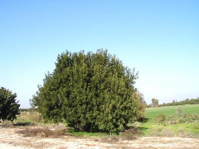 שנת שמיטה: הפתרון המקורי לנטיעת עצים