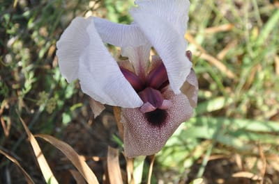אירוס השומרון הנדיר החל לפרוח. אל תפספסו