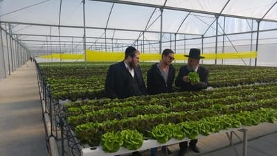 פסק ההלכה שהציל לחקלאי החילוני מליוני שקלים