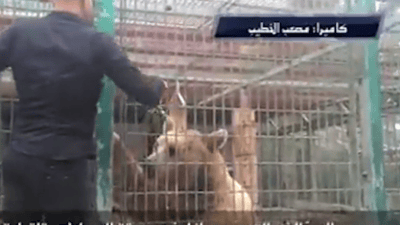 זוועה בגן החיות: דב אכל את ידו של ילד בן 9