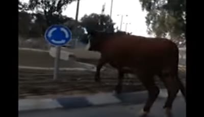הלם בבאר שבע: שוורים הסתובבו חופשי ברחוב. צפו