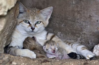 שו"ת: מה זה אומר ללמוד צניעות מחתול?