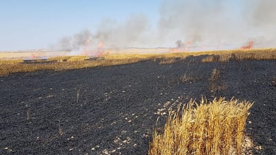 טרור העפיפונים: 100 דונם חיטה עלה באש