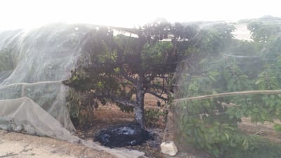 באמצעות צמיג: שוב הצתה במטע דובדבנים בגוש עציון