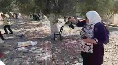 חרפה: עשרות מוסלמים מוסקים זיתים בהר הבית