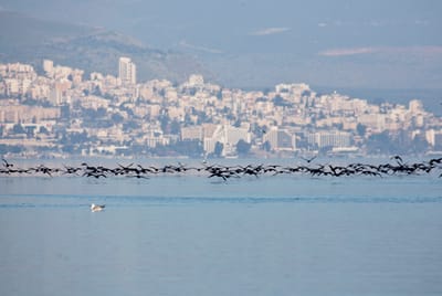דאגה: למרות הגשמים, מפלס הכנרת בקושי עולה