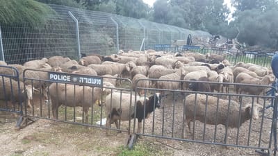 ערבים ניסו לגנוב 150 כבשים מתושב כפר סיטרין