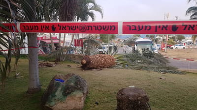 טרגדיה באילת: שני הרוגים כתוצאה מקריסת עץ דקל