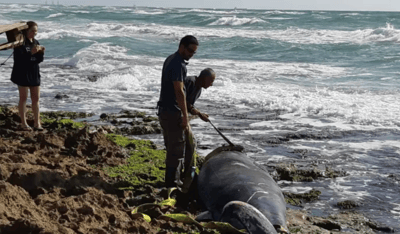 לווייתנית נפלטה מהים לחוף דור, הנסיבות בבדיקה