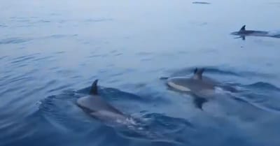 מרהיב: דולפינים הפתיעו את השיטור הימי באשדוד- צפו