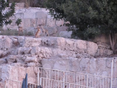 אגדת חורבן מול העיניים • צפו: שועלים במקום המקדש