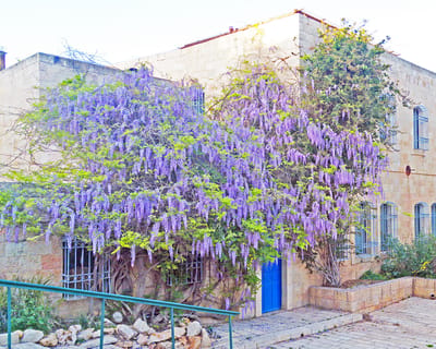 ירושלים: 3 ילדים הורעלו מאכילת פרי ויסטריה
