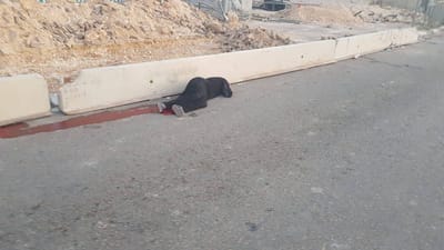 מחבלת שלפה סכין במחסום קלנדיה. נורתה ונהרגה