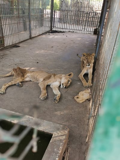 מזעזע: אריות גוועים למוות מרעב בגן החיות בסודן